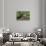 Belgium, High Fens, High Fens-Eifel Nature Park-Andreas Keil-Stretched Canvas displayed on a wall