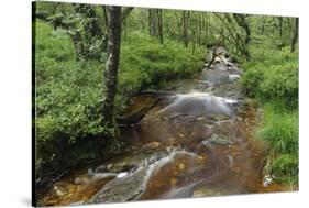 Belgium, High Fens, High Fens-Eifel Nature Park-Andreas Keil-Stretched Canvas