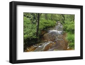 Belgium, High Fens, High Fens-Eifel Nature Park-Andreas Keil-Framed Photographic Print