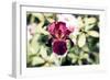 Belief-Henriette Lund Mackey-Framed Photographic Print