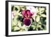 Belief-Henriette Lund Mackey-Framed Photographic Print