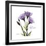 Believe Gentian-Albert Koetsier-Framed Premium Giclee Print