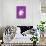Believe in Unicorns on Purple-Heather Rosas-Art Print displayed on a wall