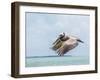 Belize, Ambergris Caye. Adult Brown Pelican flies over the Caribbean Sea-Elizabeth Boehm-Framed Photographic Print