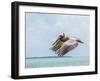 Belize, Ambergris Caye. Adult Brown Pelican flies over the Caribbean Sea-Elizabeth Boehm-Framed Photographic Print