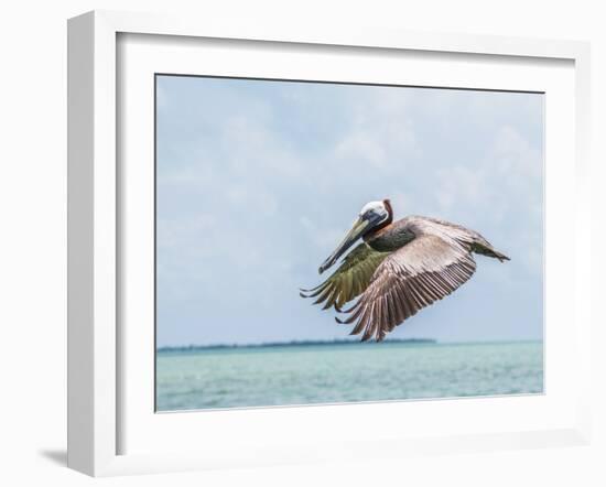 Belize, Ambergris Caye. Adult Brown Pelican flies over the Caribbean Sea-Elizabeth Boehm-Framed Photographic Print