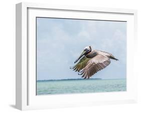 Belize, Ambergris Caye. Adult Brown Pelican flies over the Caribbean Sea-Elizabeth Boehm-Framed Photographic Print