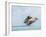 Belize, Ambergris Caye. Adult Brown Pelican flies over the Caribbean Sea-Elizabeth Boehm-Framed Photographic Print