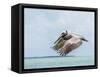 Belize, Ambergris Caye. Adult Brown Pelican flies over the Caribbean Sea-Elizabeth Boehm-Framed Stretched Canvas