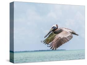 Belize, Ambergris Caye. Adult Brown Pelican flies over the Caribbean Sea-Elizabeth Boehm-Stretched Canvas