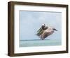 Belize, Ambergris Caye. Adult Brown Pelican flies over the Caribbean Sea-Elizabeth Boehm-Framed Photographic Print