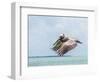 Belize, Ambergris Caye. Adult Brown Pelican flies over the Caribbean Sea-Elizabeth Boehm-Framed Photographic Print