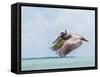 Belize, Ambergris Caye. Adult Brown Pelican flies over the Caribbean Sea-Elizabeth Boehm-Framed Stretched Canvas