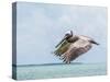 Belize, Ambergris Caye. Adult Brown Pelican flies over the Caribbean Sea-Elizabeth Boehm-Stretched Canvas
