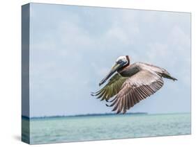 Belize, Ambergris Caye. Adult Brown Pelican flies over the Caribbean Sea-Elizabeth Boehm-Stretched Canvas