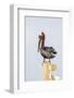 Belize, Ambergris Caye. Brown Pelican perched on top of a light pole.-Elizabeth Boehm-Framed Photographic Print