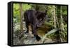 Belize, Belize City, Belize City Zoo. Black Panther (Captive)-Cindy Miller Hopkins-Framed Stretched Canvas