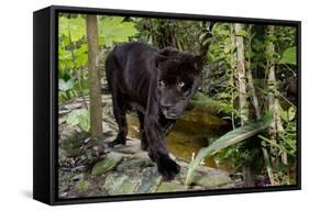 Belize, Belize City, Belize City Zoo. Black Panther (Captive)-Cindy Miller Hopkins-Framed Stretched Canvas