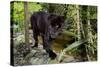 Belize, Belize City, Belize City Zoo. Black Panther (Captive)-Cindy Miller Hopkins-Stretched Canvas