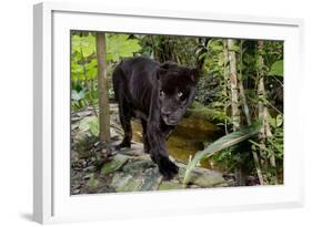 Belize, Belize City, Belize City Zoo. Black Panther (Captive)-Cindy Miller Hopkins-Framed Photographic Print