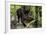 Belize, Belize City, Belize City Zoo. Black Panther (Captive)-Cindy Miller Hopkins-Framed Photographic Print