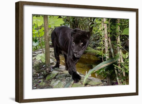 Belize, Belize City, Belize City Zoo. Black Panther (Captive)-Cindy Miller Hopkins-Framed Photographic Print
