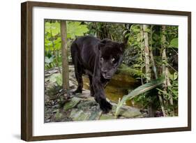 Belize, Belize City, Belize City Zoo. Black Panther (Captive)-Cindy Miller Hopkins-Framed Photographic Print