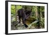 Belize, Belize City, Belize City Zoo. Black Panther (Captive)-Cindy Miller Hopkins-Framed Photographic Print