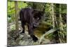Belize, Belize City, Belize City Zoo. Black Panther (Captive)-Cindy Miller Hopkins-Mounted Photographic Print