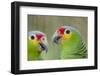 Belize, Belize City, Belize City Zoo. Head detail of pair of Red-lored parrots-Cindy Miller Hopkins-Framed Photographic Print