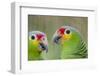 Belize, Belize City, Belize City Zoo. Head detail of pair of Red-lored parrots-Cindy Miller Hopkins-Framed Photographic Print