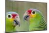 Belize, Belize City, Belize City Zoo. Head detail of pair of Red-lored parrots-Cindy Miller Hopkins-Mounted Photographic Print