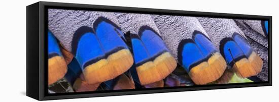 Belize, Central America. Colors of the ocellated turkeys.-Tom Norring-Framed Stretched Canvas