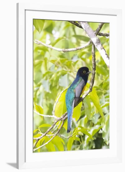 Belize, Central America. Gartered Trogon with iridescent bluish back.-Tom Norring-Framed Photographic Print