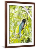 Belize, Central America. Gartered Trogon with iridescent bluish back.-Tom Norring-Framed Photographic Print