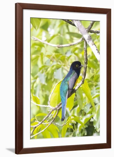 Belize, Central America. Gartered Trogon with iridescent bluish back.-Tom Norring-Framed Photographic Print