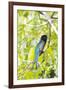 Belize, Central America. Gartered Trogon with iridescent bluish back.-Tom Norring-Framed Photographic Print