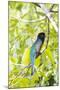 Belize, Central America. Gartered Trogon with iridescent bluish back.-Tom Norring-Mounted Photographic Print