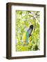 Belize, Central America. Gartered Trogon with iridescent bluish back.-Tom Norring-Framed Photographic Print