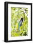 Belize, Central America. Gartered Trogon with iridescent bluish back.-Tom Norring-Framed Photographic Print