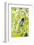 Belize, Central America. Gartered Trogon with iridescent bluish back.-Tom Norring-Framed Photographic Print