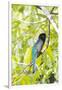 Belize, Central America. Gartered Trogon with iridescent bluish back.-Tom Norring-Framed Photographic Print