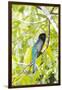 Belize, Central America. Gartered Trogon with iridescent bluish back.-Tom Norring-Framed Photographic Print