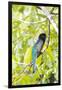 Belize, Central America. Gartered Trogon with iridescent bluish back.-Tom Norring-Framed Photographic Print