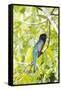 Belize, Central America. Gartered Trogon with iridescent bluish back.-Tom Norring-Framed Stretched Canvas