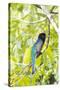 Belize, Central America. Gartered Trogon with iridescent bluish back.-Tom Norring-Stretched Canvas