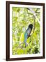 Belize, Central America. Gartered Trogon with iridescent bluish back.-Tom Norring-Framed Photographic Print