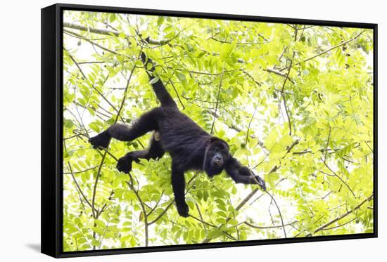Belize, Central America. Howler Monkey. Their howling can travel up to 5 km-Tom Norring-Framed Stretched Canvas