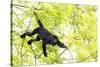 Belize, Central America. Howler Monkey. Their howling can travel up to 5 km-Tom Norring-Stretched Canvas