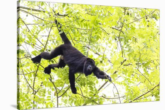 Belize, Central America. Howler Monkey. Their howling can travel up to 5 km-Tom Norring-Stretched Canvas